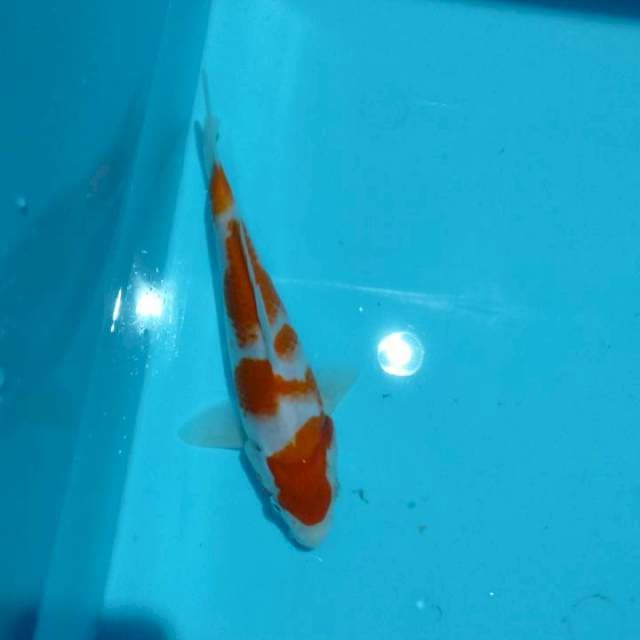 Kohaku 20 cm