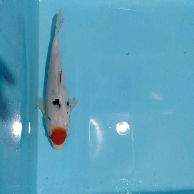Tancho sanke 25cm