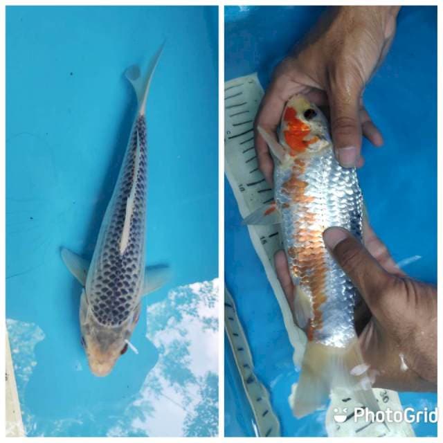 Asagi, 24cm
