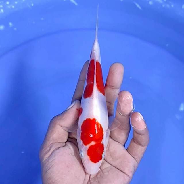 doitsu original/ 18 cm