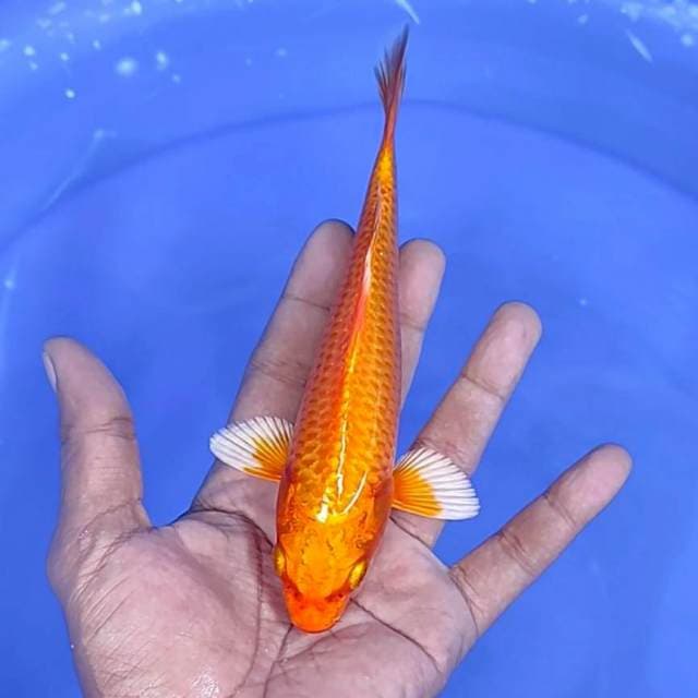hajiro Hikari / 18 cm