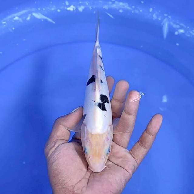 doitsu murni / 21 cm