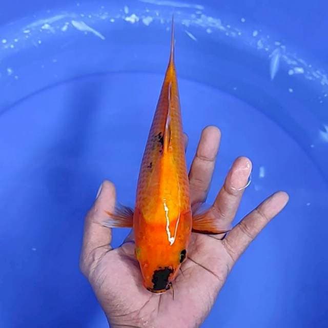 utshuri / 25 cm