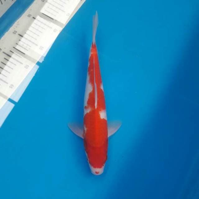 KOHAKU MULUS 31cm