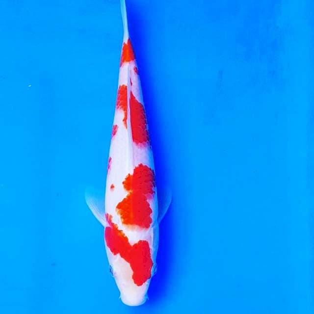 SAKURA KOHAKU 24CM