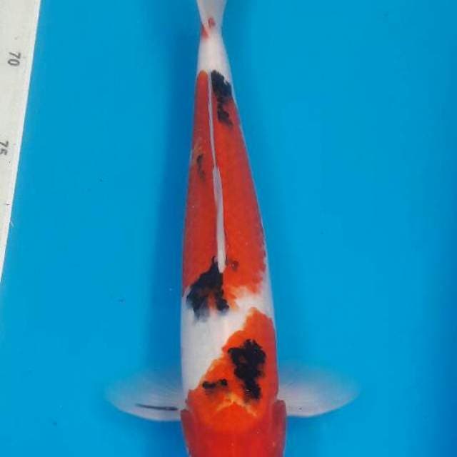 SANKE 34cm