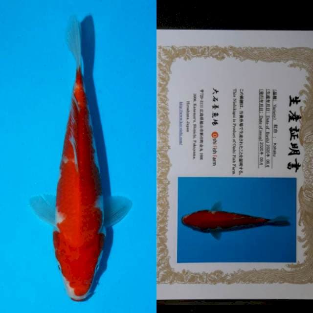 oishi kohaku 19cm