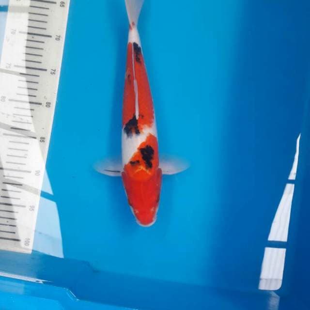 SANKE 34cm