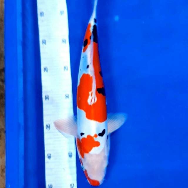 Sanke doit 34 cm