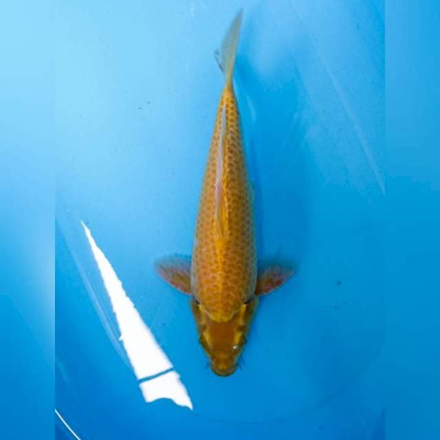 karashi lokal rasa import 36 cm