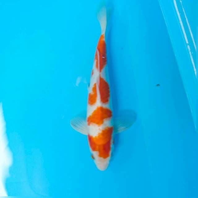 kohaku 30 cm