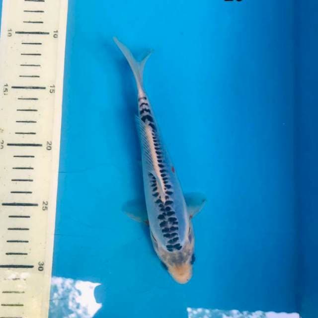 Shusui, 20cm