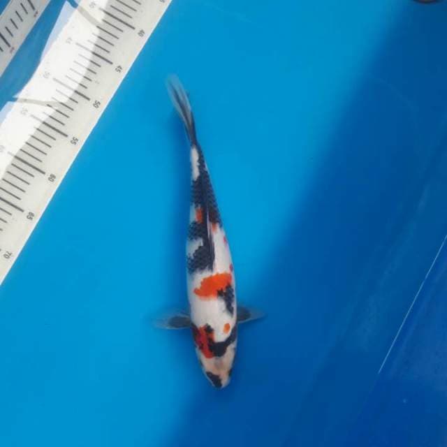 SHOWA 35cm