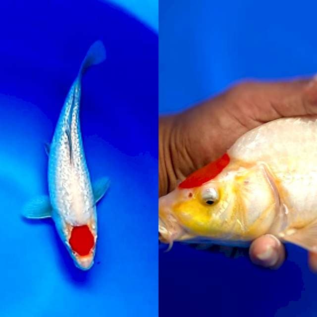 TC KOHAKU GINDRIN MUNUK ,25cm