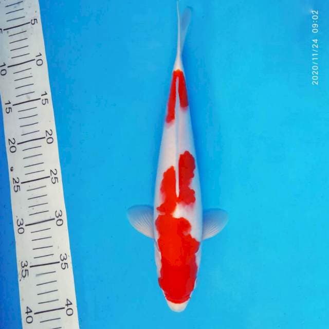 KENZEI 4 ~ Kohaku ™