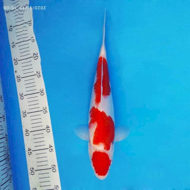 KENZEI 16 ~ Maruten Kohaku ™