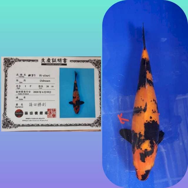 Hi utsuri import shinoda 30cm ...