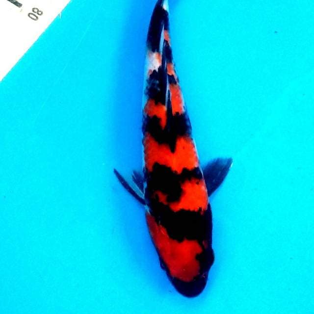 Hi showa merah merona 23cm