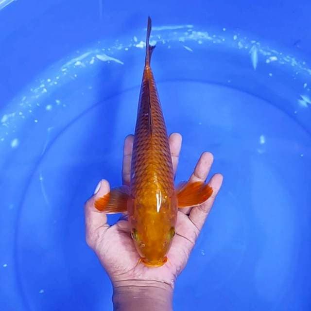 5. Chagoi || 32 cm