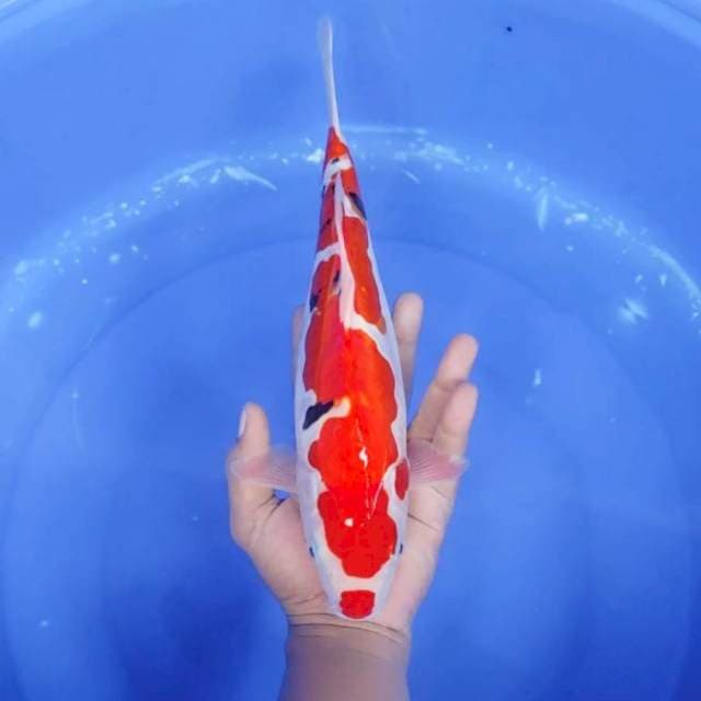 7. Inazuma Beni Kumon || 32 cm