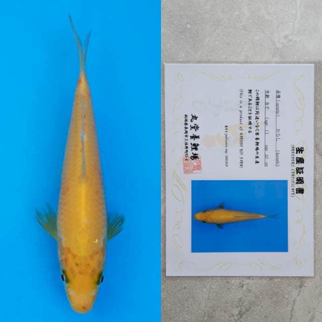 marudo karashi 14cm serty