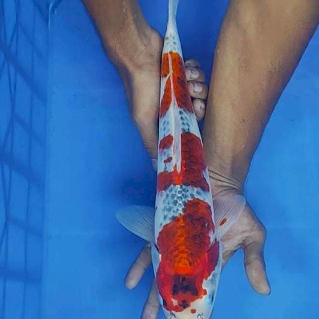 Gosiki 37cm