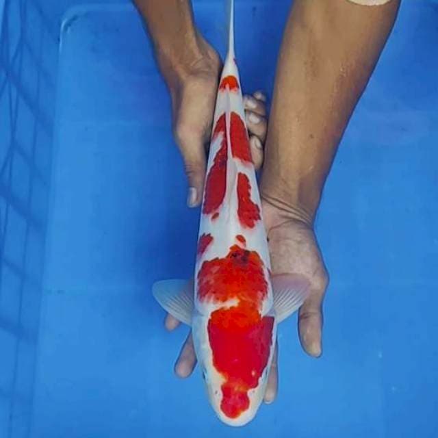 Sanke 37 cm