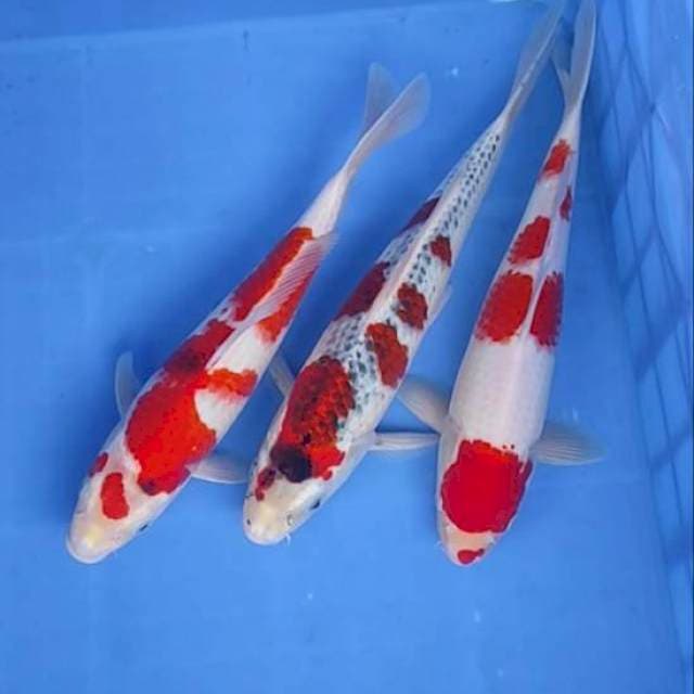 Paket 3ekor, 31,32,34 cm