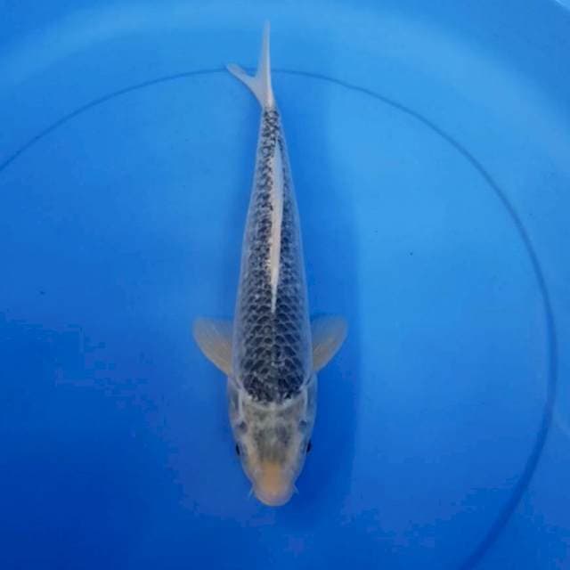 Asagi 33 cm