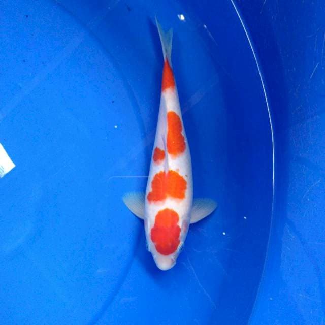 kohaku ganong goi