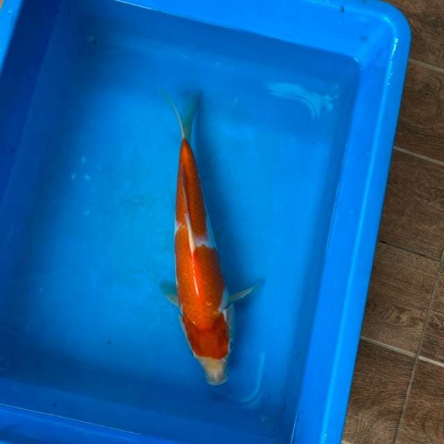 Kohaku Sakai Serti