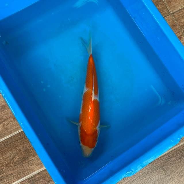 Kohaku Sakai Serti