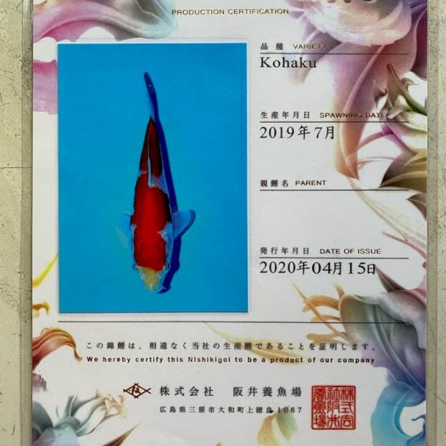 Kohaku Sakai Serti