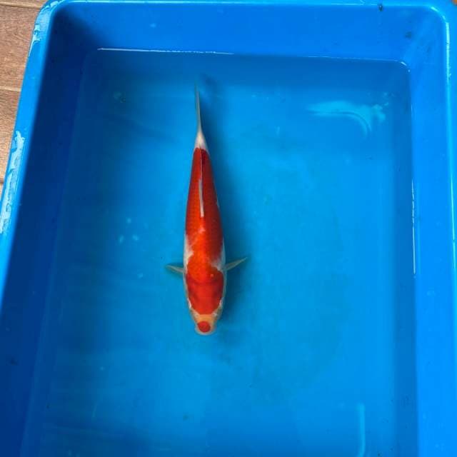 Kohaku Kondo Serti