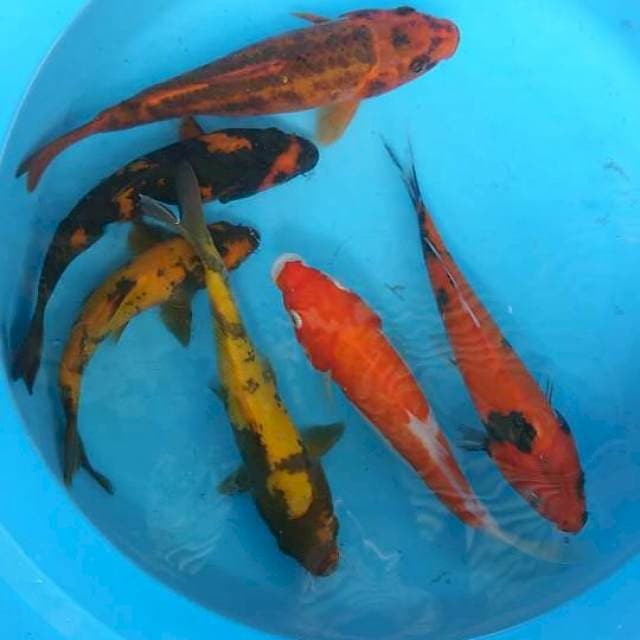 mix 24-25