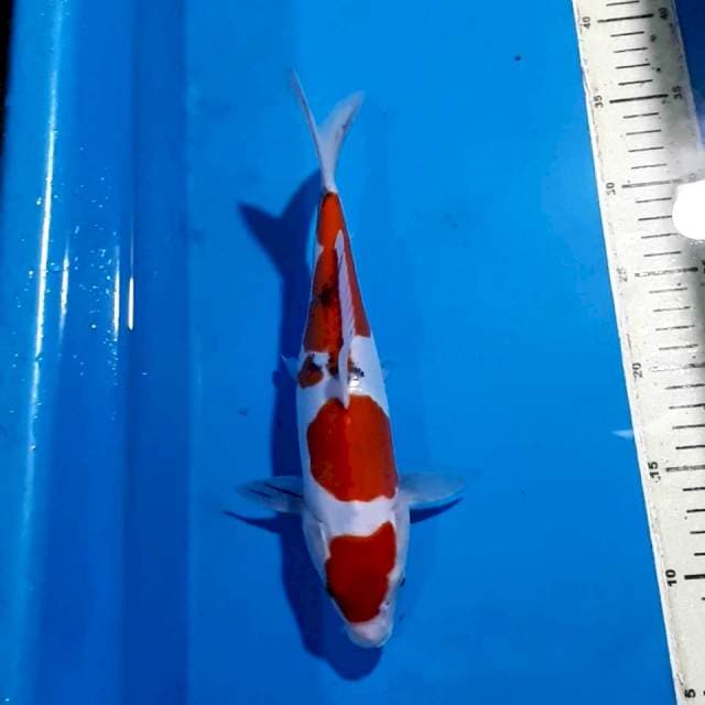 SANKE DOITSU 27 CM