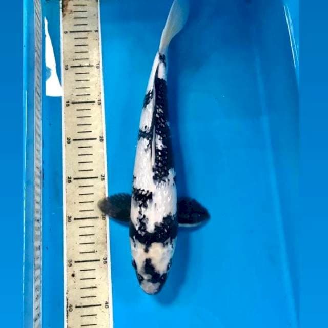 Shiro Ginrin, 35 cm