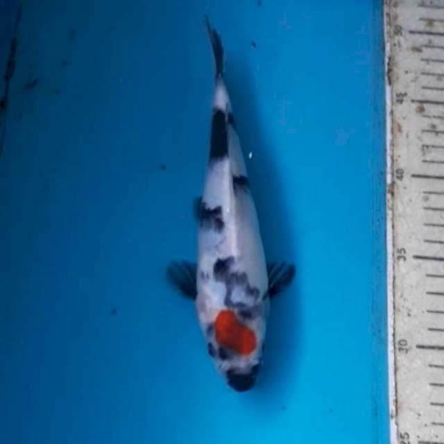 Showa 22 cm