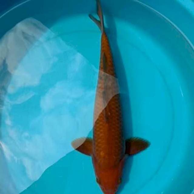Cagoi tembaga