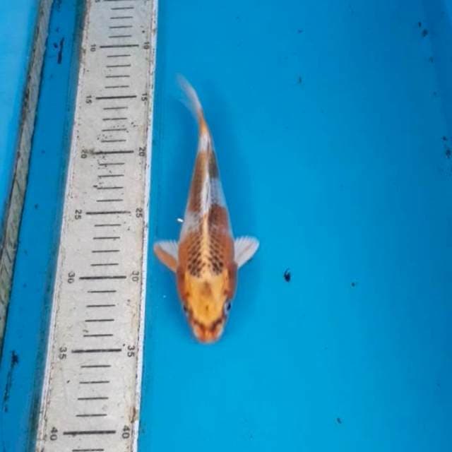 Kujaku 20 cm