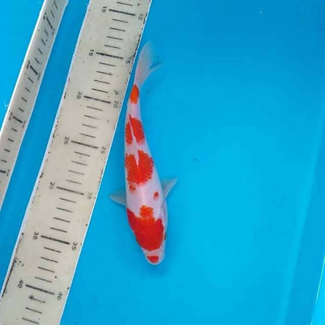 Strong kohaku