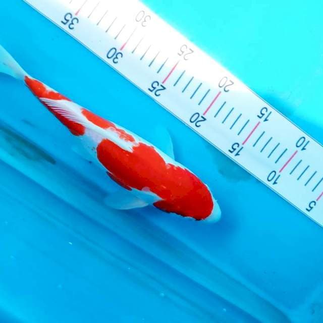 Kohaku doitsu mulus
