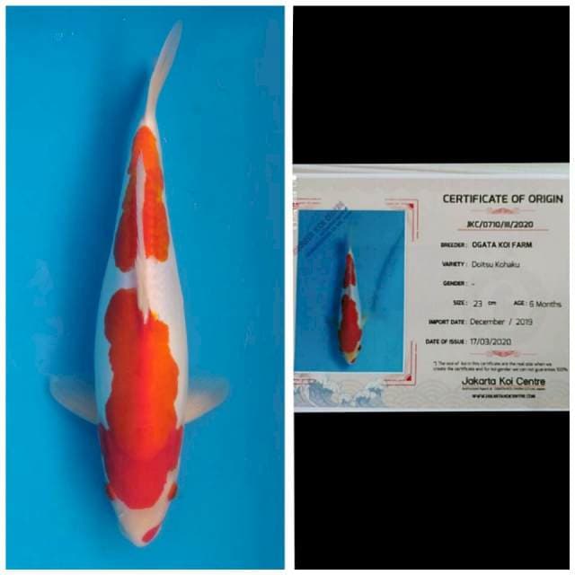 Ogata Kohaku Doitsu
