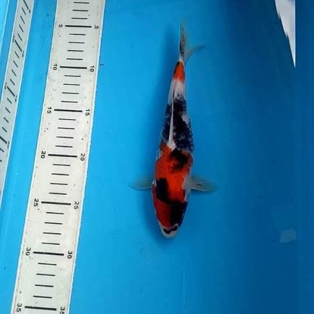 Showa sanshoku 23cm