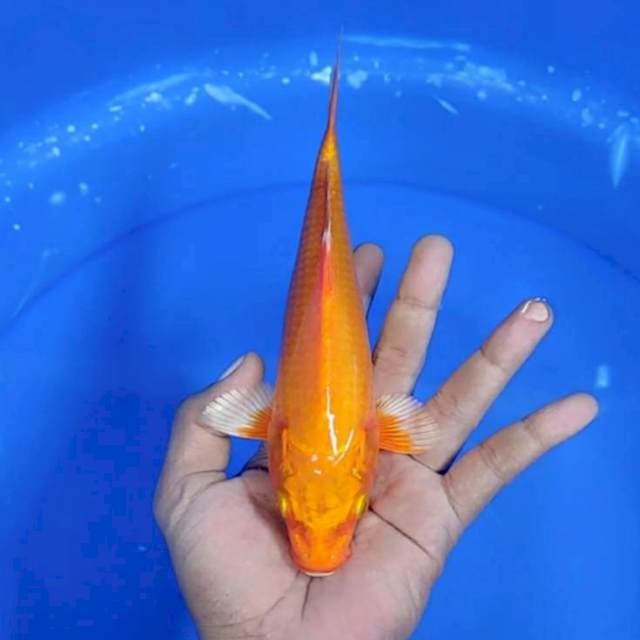 hajiro Hikari / 22 cm