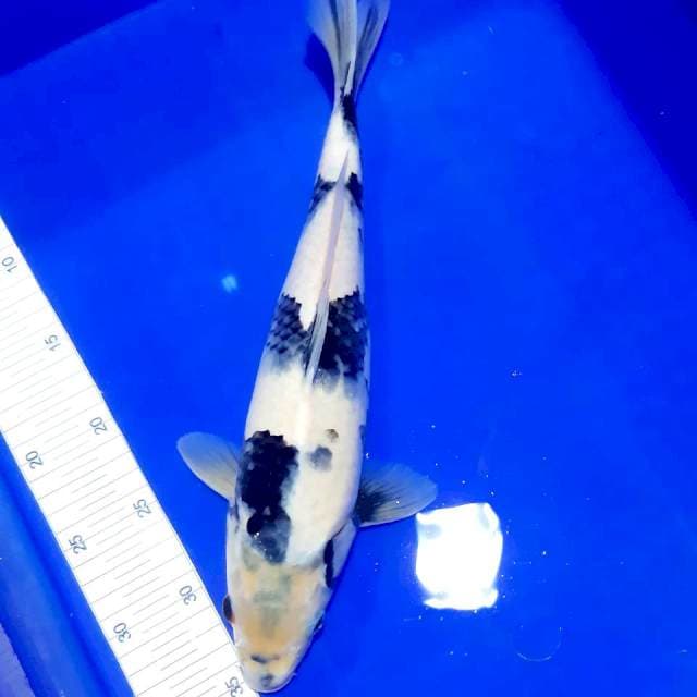 Shiro 37 cm