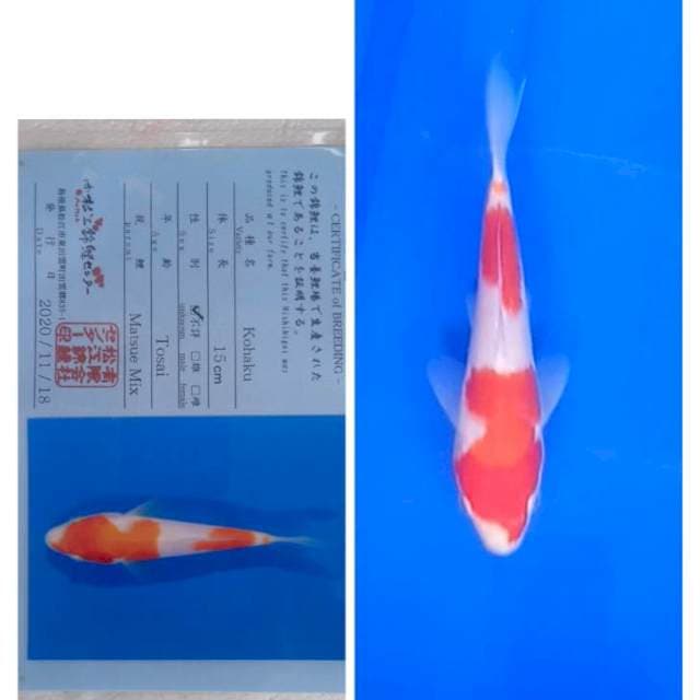 Kohaku Import Matsue
