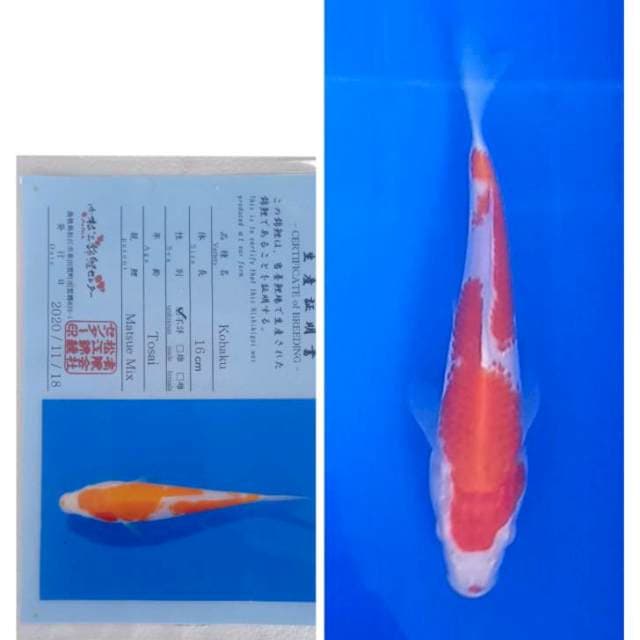 Kohaku Import Matsue