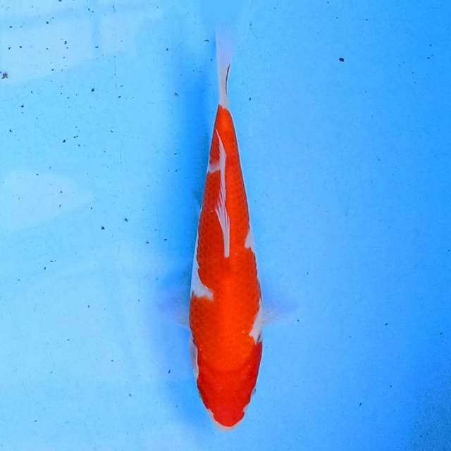 Kohaku 18 cm