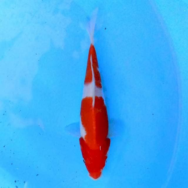 Kohaku 2 step 18 cm